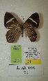  (Erateina sp. nov. 74TP - CEP-DNA-3353)  @11 [ ] by-nc (2021) Tomasz Pyrcz Unspecified