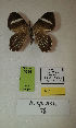  (Erateina sp. nov. 78TP - CEP-DNA-3356)  @11 [ ] by-nc (2021) Tomasz Pyrcz Unspecified