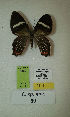  (Erateina sp. nov. 80TP - CEP-DNA-3359)  @11 [ ] by-nc (2021) Tomasz Pyrcz Unspecified