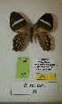  (Erateina sp. nov. 81TP - CEP-DNA-3360)  @11 [ ] by-nc (2021) Tomasz Pyrcz Unspecified