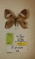  (Erateina sp. nov. 64TP - CEP-DNA-3367)  @11 [ ] by-nc (2021) Tomasz Pyrcz Unspecified