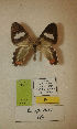  (Erateina sp. nov. 65TP - CEP-DNA-3368)  @11 [ ] by-nc (2021) Tomasz Pyrcz Unspecified