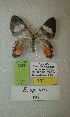  (Erateina sp. nov. 66TP - CEP-DNA-3369)  @11 [ ] by-nc (2021) Tomasz Pyrcz Unspecified