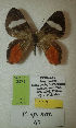  (Erateina sp. nov. 67TP - CEP-DNA-3371)  @11 [ ] by-nc (2021) Tomasz Pyrcz Unspecified