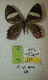  (Erateina sp. nov. 68TP - CEP-DNA-3372)  @11 [ ] by-nc (2021) Tomasz Pyrcz Unspecified