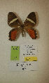  (Erateina sp. nov. 69TP - CEP-DNA-3376)  @11 [ ] by-nc (2021) Tomasz Pyrcz Unspecified