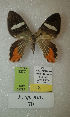  (Erateina sp. nov. 70TP - CEP-DNA-3377)  @11 [ ] by-nc (2021) Tomasz Pyrcz Unspecified