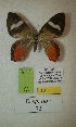  (Erateina sp. nov. 72TP - CEP-DNA-3380)  @11 [ ] by-nc (2021) Tomasz Pyrcz Unspecified