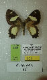  (Erateina sp. nov. 83TP - CEP-DNA-3385)  @11 [ ] by-nc (2021) Tomasz Pyrcz Unspecified