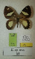  (Erateina sp. nov. 85TP - CEP-DNA-3387)  @11 [ ] by-nc (2021) Tomasz Pyrcz Unspecified