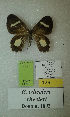  (Erateina wheeleri - CEP-DNA-3388)  @11 [ ] by-nc (2021) Tomasz Pyrcz Unspecified