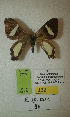  (Erateina sp. nov. 86TP - CEP-DNA-3391)  @11 [ ] by-nc (2021) Tomasz Pyrcz Unspecified