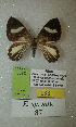  (Erateina sp. nov. 87TP - CEP-DNA-3392)  @11 [ ] by-nc (2021) Tomasz Pyrcz Unspecified