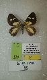 (Erateina sp. nov. 88TP - CEP-DNA-3393)  @11 [ ] by-nc (2021) Tomasz Pyrcz Unspecified