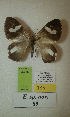  (Erateina sp. nov. 89TP - CEP-DNA-3394)  @11 [ ] by-nc (2021) Tomasz Pyrcz Unspecified