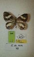  (Erateina sp. nov. 90TP - CEP-DNA-3395)  @11 [ ] by-nc (2021) Tomasz Pyrcz Unspecified