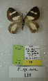  (Erateina sp. nov. 110TP - CEP-DNA-3397)  @11 [ ] by-nc (2021) Tomasz Pyrcz Unspecified