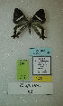  (Erateina sp. nov. 62TP - CEP-DNA-3404)  @11 [ ] by-nc (2021) Tomasz Pyrcz Unspecified