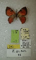  (Erateina sp. nov. 44TP - CEP-DNA-3405)  @11 [ ] by-nc (2021) Tomasz Pyrcz Unspecified