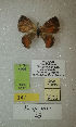 (Erateina sp. nov. 45TP - CEP-DNA-3406)  @11 [ ] by-nc (2021) Tomasz Pyrcz Unspecified