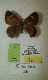  (Erateina sp. nov. 46TP - CEP-DNA-3407)  @11 [ ] by-nc (2021) Tomasz Pyrcz Unspecified