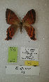  (Erateina sp. nov. 30TP - CEP-DNA-3408)  @11 [ ] by-nc (2021) Tomasz Pyrcz Unspecified