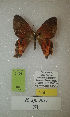  (Erateina sp. nov. 31TP - CEP-DNA-3409)  @11 [ ] by-nc (2021) Tomasz Pyrcz Unspecified