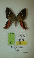  (Erateina sp. nov. 149TP - CEP-DNA-3411)  @11 [ ] by-nc (2021) Tomasz Pyrcz Unspecified