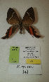  (Erateina sp. nov. 141TP - CEP-DNA-3414)  @11 [ ] by-nc (2021) Tomasz Pyrcz Unspecified
