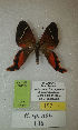  (Erateina sp. nov. 146TP - CEP-DNA-3416)  @11 [ ] by-nc (2021) Tomasz Pyrcz Unspecified