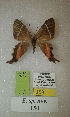  (Erateina sp. nov. 150TP - CEP-DNA-3417)  @11 [ ] by-nc (2021) Tomasz Pyrcz Unspecified