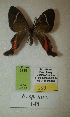  (Erateina sp. nov. 148TP - CEP-DNA-3418)  @11 [ ] by-nc (2021) Tomasz Pyrcz Unspecified