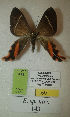  (Erateina sp. nov. 143TP - CEP-DNA-3419)  @11 [ ] by-nc (2021) Tomasz Pyrcz Unspecified