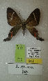  (Erateina sp. nov. 145TP - CEP-DNA-3420)  @11 [ ] by-nc (2021) Tomasz Pyrcz Unspecified