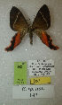  (Erateina sp. nov. 147TP - CEP-DNA-3421)  @11 [ ] by-nc (2021) Tomasz Pyrcz Unspecified