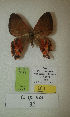  (Erateina sp. nov. 32TP - CEP-DNA-3422)  @11 [ ] by-nc (2021) Tomasz Pyrcz Unspecified