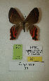  (Erateina sp. nov. 33TP - CEP-DNA-3423)  @11 [ ] by-nc (2021) Tomasz Pyrcz Unspecified