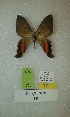  (Erateina sp. nov. 10TP - CEP-DNA-3436)  @11 [ ] by-nc (2021) Tomasz Pyrcz Unspecified