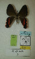  (Erateina sp. nov. 3TP - CEP-DNA-3437)  @11 [ ] by-nc (2021) Tomasz Pyrcz Unspecified