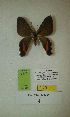  (Erateina sp. nov. 4TP - CEP-DNA-3438)  @11 [ ] by-nc (2021) Tomasz Pyrcz Unspecified