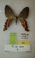  (Erateina sp. nov. 6TP - CEP-DNA-3439)  @11 [ ] by-nc (2021) Tomasz Pyrcz Unspecified