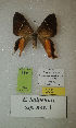  (Erateina latipennis - CEP-DNA-3444)  @11 [ ] by-nc (2021) Tomasz Pyrcz Unspecified