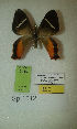  (Erateina sp. 1012TP - CEP-DNA-3449)  @11 [ ] by-nc (2021) Tomasz Pyrcz Unspecified
