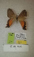  (Erateina sp. nov. 1TP - CEP-DNA-3452)  @11 [ ] by-nc (2021) Tomasz Pyrcz Unspecified
