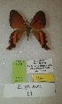  (Erateina sp. nov. 14TP - CEP-DNA-3453)  @11 [ ] by-nc (2021) Tomasz Pyrcz Unspecified