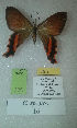  (Erateina sp. nov. 16TP - CEP-DNA-3456)  @11 [ ] by-nc (2021) Tomasz Pyrcz Unspecified