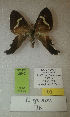  (Erateina sp. nov. 36TP - CEP-DNA-3542)  @11 [ ] by-nc (2021) Tomasz Pyrcz Unspecified