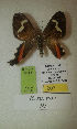  (Erateina sp. nov. 39TP - CEP-DNA-3548)  @11 [ ] by-nc (2021) Tomasz Pyrcz Unspecified