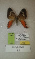  (Erateina sp. nov. 40TP - CEP-DNA-3549)  @11 [ ] by-nc (2021) Tomasz Pyrcz Unspecified