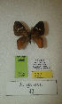  (Erateina sp. nov. 42TP - CEP-DNA-3568)  @11 [ ] by-nc (2021) Tomasz Pyrcz Unspecified